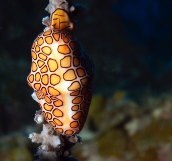 Flamingo Tongue